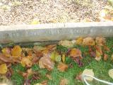 image of grave number 724020